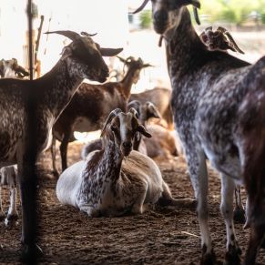 3º Premio Mª TERESA CASTRO LEBRÓN (Serie Raíces) 1