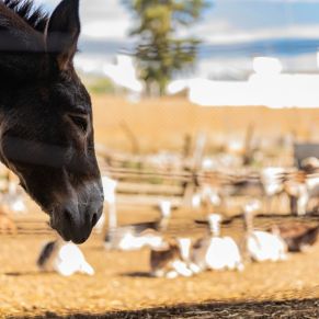 3º Premio Mª TERESA CASTRO LEBRÓN (Serie Raíces) 2