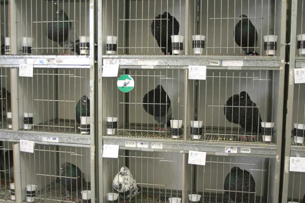 2011-02-06-Palomas-03