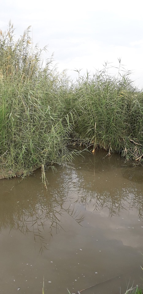 Arroyo Salado 2019 1