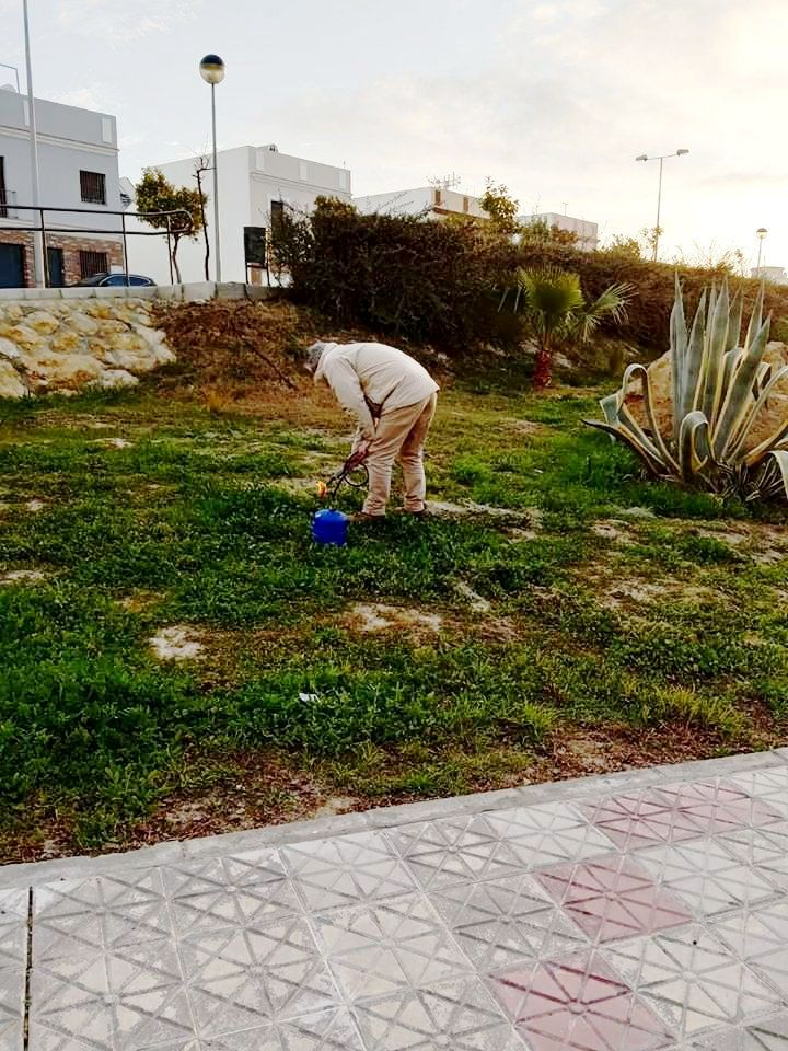 Control plagas oruga 2020