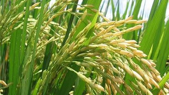 Cultivos transgenicos 1