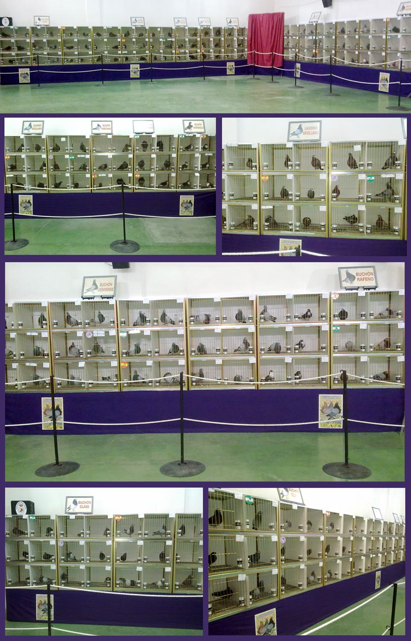 PICHONES 2013 JAULAS