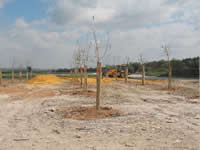 Plantacion de arboles