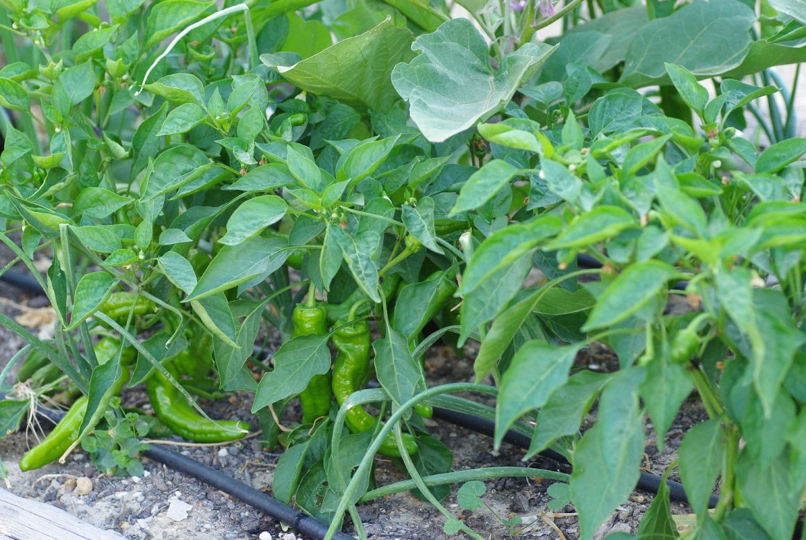 resized_Pimiento de freir